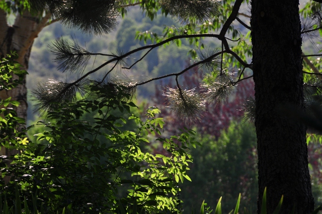 the Botanic Park